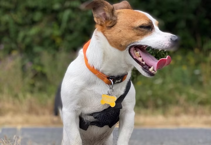 Dog Walking Barnstaple