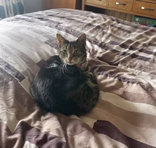 Cat Sitter North Devon, Barnstaple and South Molton