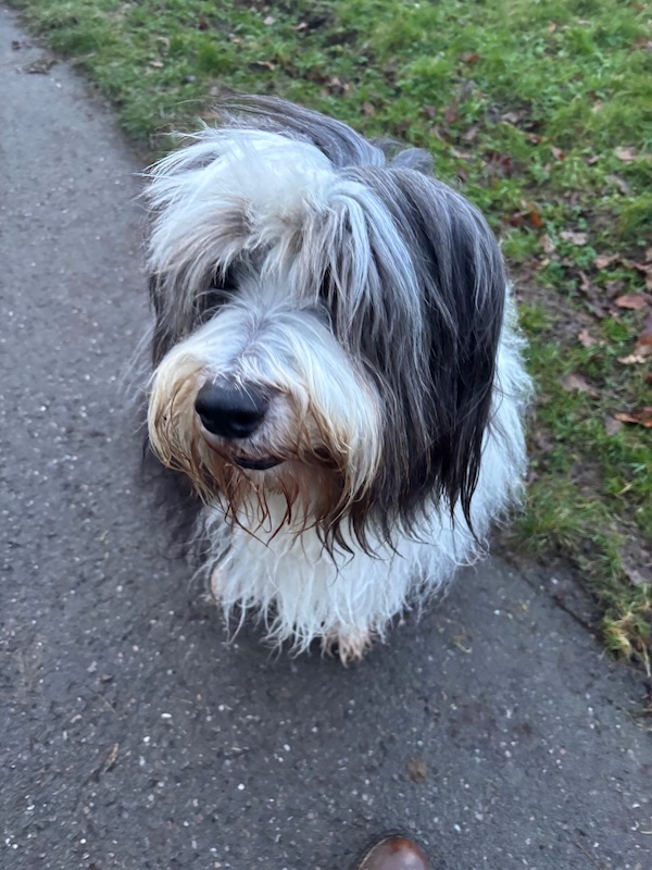Dog Walker South Molton
